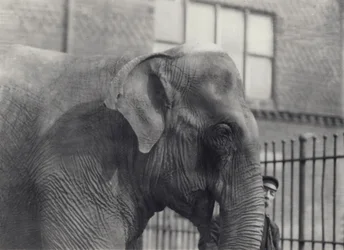 Elefante asiático con cuidador, Zoológico de Londres, 1914
